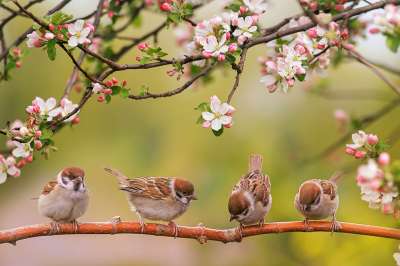 Vögel sitzen auf einem Ast im Hintergrund sind Blüten